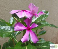 /album/naldo-sousa-fotos/a107-3061-copia-jpg/